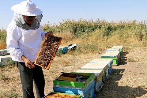 تولید  ۱۱۲ هزار تن عسل در کشور