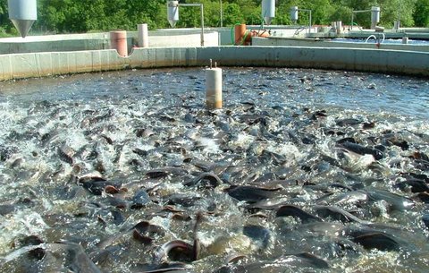 پیش‌بینی تولید ۲۰ هزار تن ماهی قزل‌آلا طی ۲ سال آینده