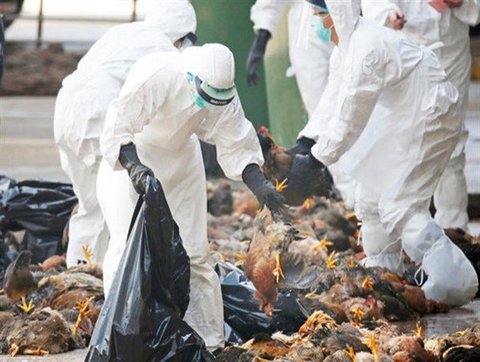 معدوم سازی ۵۰۰ هزار قطعه مرغ آلوده به ویروس آنفولانزا در گلپایگان