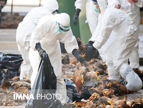 معدوم سازی ۵۰۰ هزار قطعه مرغ آلوده به ویروس آنفولانزا در گلپایگان