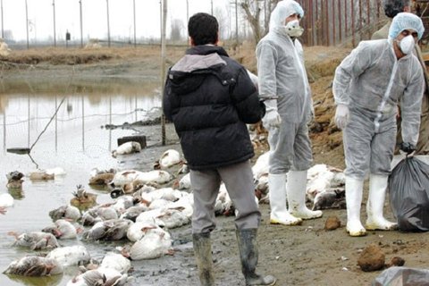 ۶۸۰ پرنده آلوده به آنفلوانزا در باغ پرندگان قم معدوم شدند