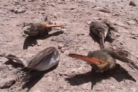 دستگیری شکارچی متخلف پرندگان در خوانسار 