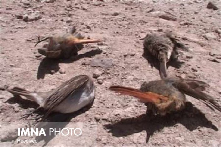 دستگیری شکارچی متخلف پرندگان در خوانسار