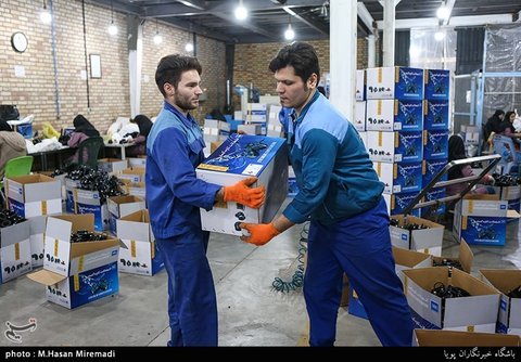 راهبران شغلی کمیته امداد اصفهان ۱۲۰ فرصت شغلی ایجاد کردند