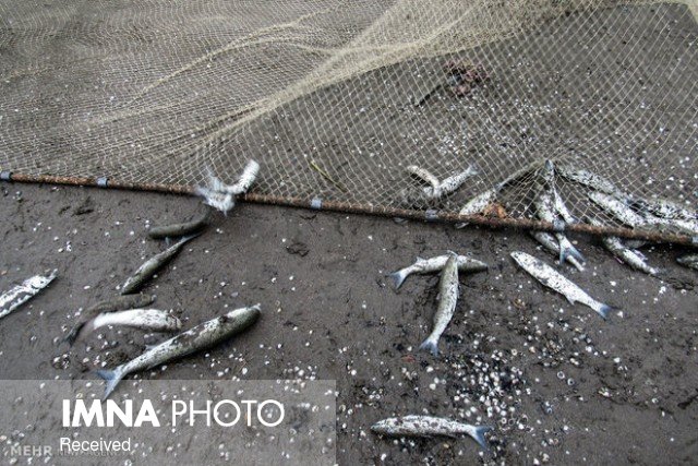 کشف ۵۶ ماهی "زرد پره" از دریاچه شکار ممنوع حنا