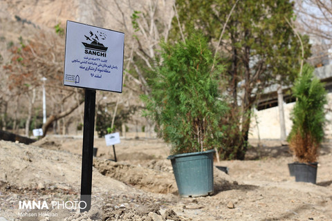کاشت ۵۵ هزار اصله درخت در شهر یزد طی یک سال زراعی