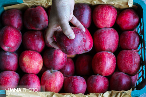 "صادرات" عامل گرانی و کمبود میوه در بازار