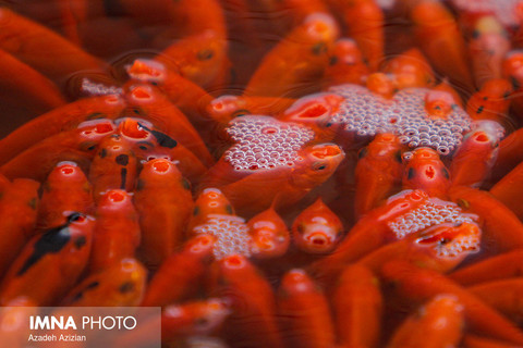 240 million ornamental fish produced for Nowruz