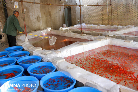 بازار ماهی قرمز  نوروز