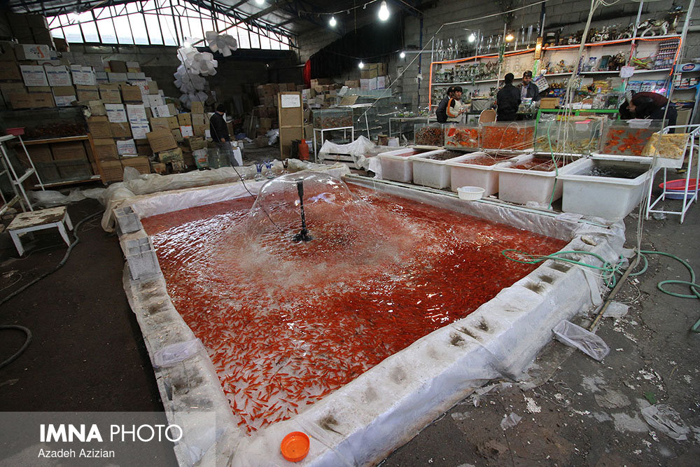 بازار ماهی قرمز  نوروز