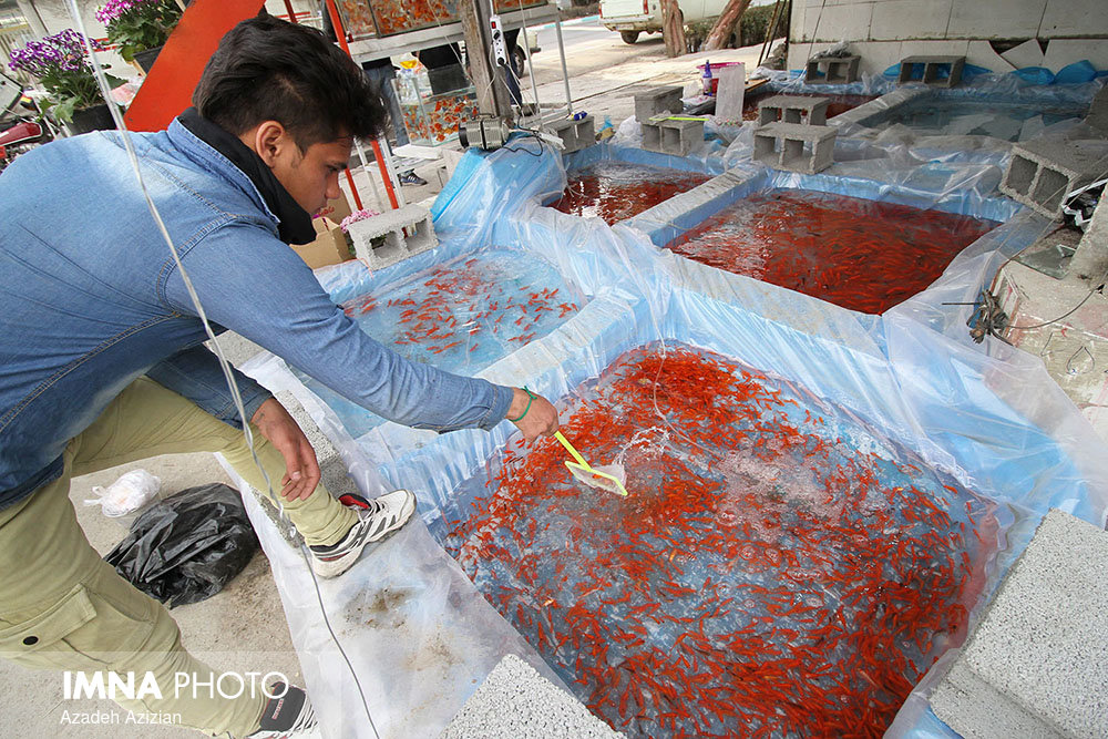 واردات ماهی قرمز از چین صحت ندارد/ احتمال انتقال مکانیکی کرونا توسط حیوانات خانگی