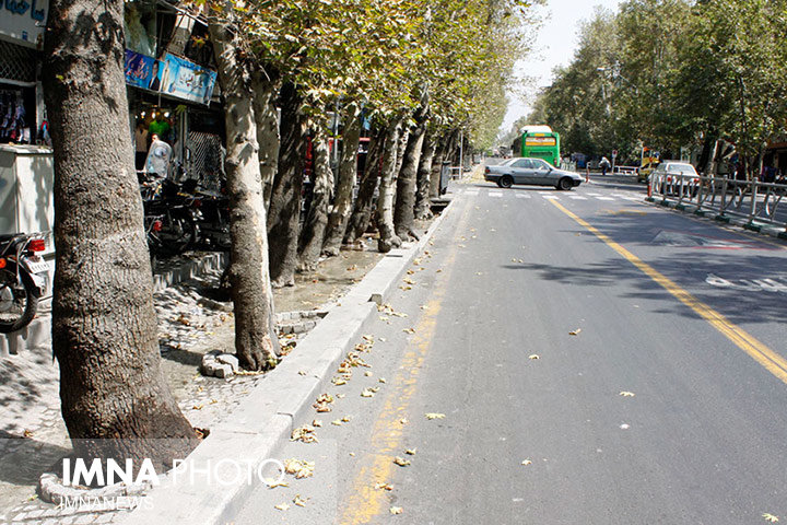 درخت خیابان "شهید بهشتی" شهرضا از قطع جان به در برد