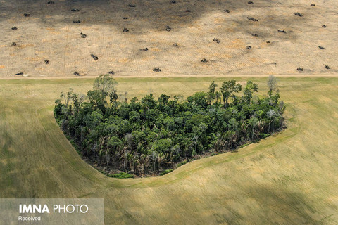 بخش محیط زیست(مجموعه عکس)
جایزه سوم: دنیل بلترا از آمریکا با مجموعه «آمازون؛ بهشت در خطر»