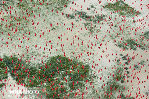 بخش محیط زیست(مجموعه عکس)
جایزه سوم: دنیل بلترا از آمریکا با مجموعه «آمازون؛ بهشت در خطر»