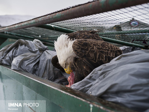 بخش طبیعت (تک عکس)
جایزه اول: "کوری آرنولد" از آمریکا با تک عکس «شیرجه در زباله‌دان»
