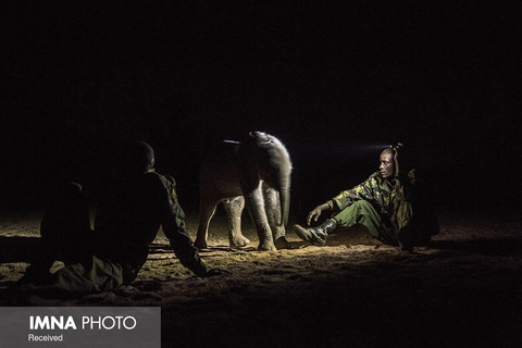 بخش طبیعت (مجموعه عکس)
جایزه اول: "آمی ویتاله" از آمریکا با مجموعه «نجات فیل‌ها»