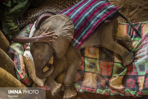 عکس های جایزه اول: "آمی ویتاله" از آمریکا با مجموعه «نجات فیل‌ها»منتخب World press photo 2018(بخش دوم)
