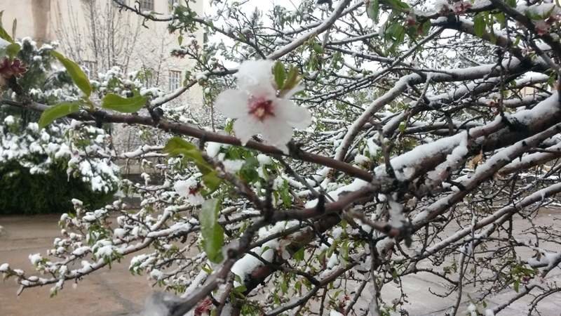 ماندگاری توده هوای سرد تا اواسط هفته در اصفهان / تنش دمایی و سرمازگی محصولات کشاورزی