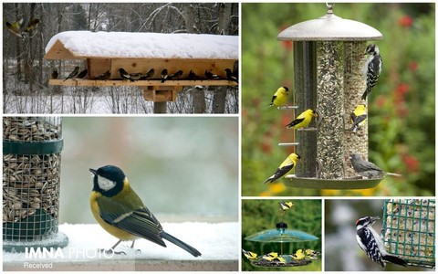 کلمبیا صدرنشین جهانی گردشگری پرنده‌نگری با ۲۰۰۰ گونه پرنده