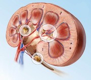 سنگ کلیه در مردان و تفاوت‌های آناتومیکی