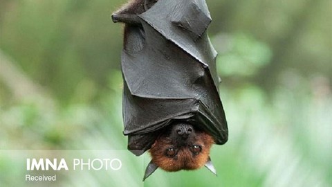 تهدید برای تنوع زیستی ایران به خفاش‌ها رسید