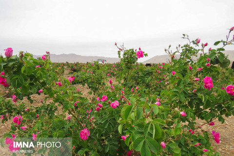 اصفهان رتبه سوم تولید گل محمدی را در کشور دارد