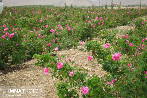 Mohammadi flower cultivation; drought remedy!