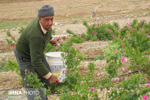 برداشت گل محمدی از روستای اسفرجان 