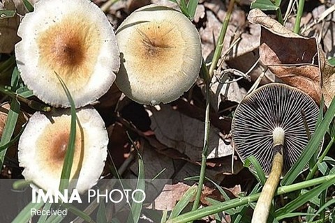 ثبت ۵هزار مسمومیت با قارچ‌های سمی در ۳سال گذشته/موج مسمومیت با قارچ در فصل بهار
