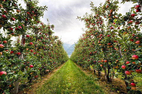 کاهش برداشت ۲۰ درصدی سیب درختی در فریدون‌شهر 