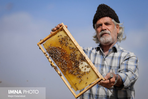تجاری‌سازی، حلقه مفقوده تولید عسل در چم نور
