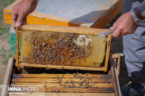 نجف‌آباد، نخستین تولیدکننده عسل استان