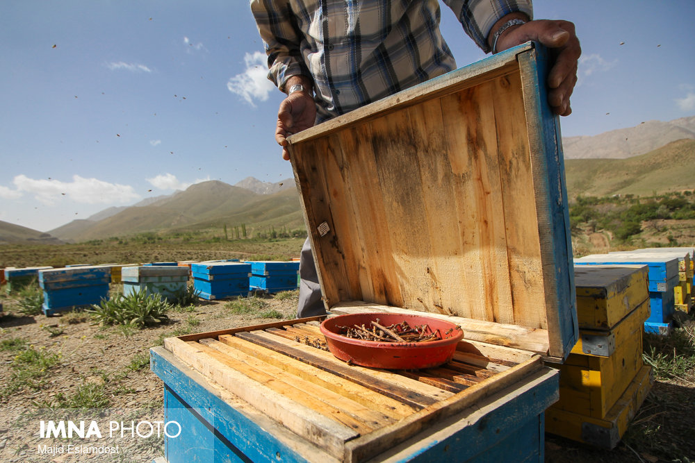 تولید ۱۸ تن عسل در دهاقان