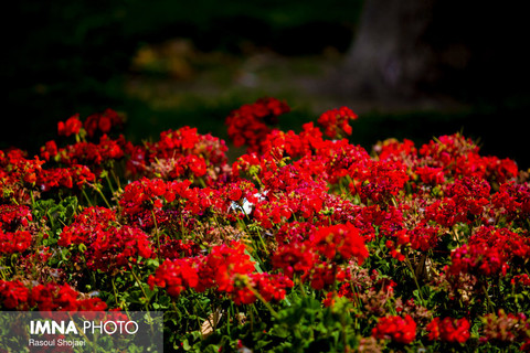 باغ گل های اصفهان_به مناسبت روز جهانی گل