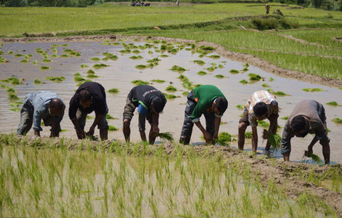 کشت برنج در شهرستان لنجان ۶۰ درصد کاهش یافته است