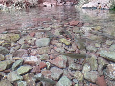 گرمه