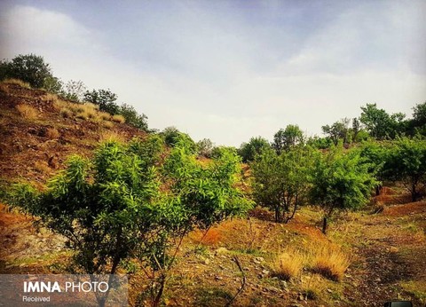 روستای برنجگان