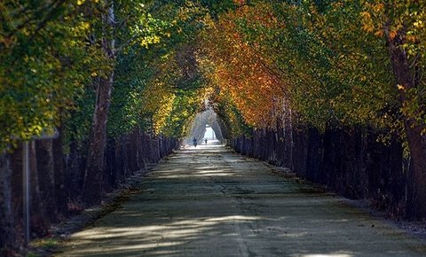 رمقی برای سبز ماندن نیست