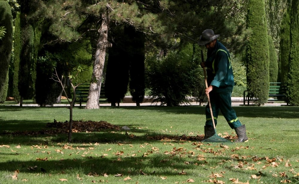 Autumn leaves to turn into free fertilizers