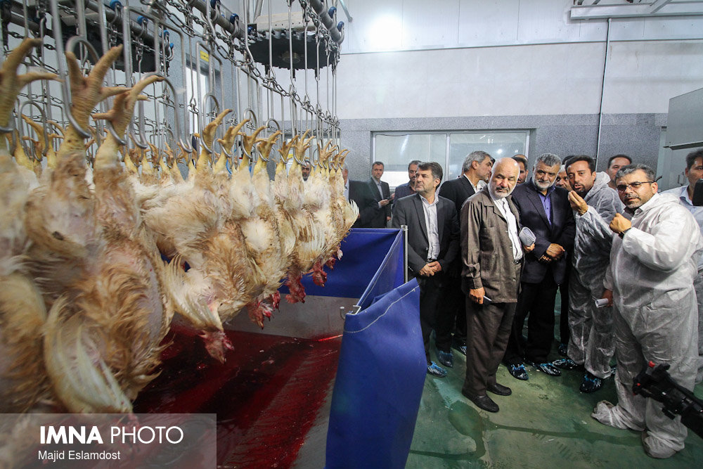 افتتاح نخستین زنجیره تولید گوشت مرغ در استان اصفهان