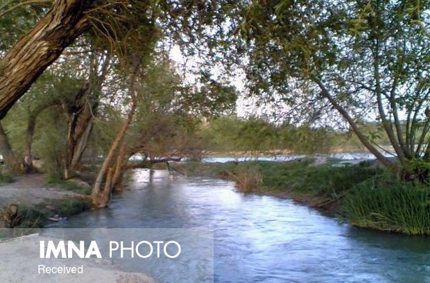 دمیدن جان دوباره در تن سوخته یک درخت/میراثی ۴۰۰ ساله در ناژوان