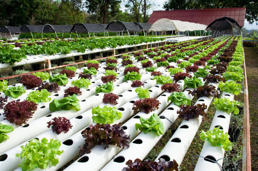 Hydroponics; only way to save agriculture during drought