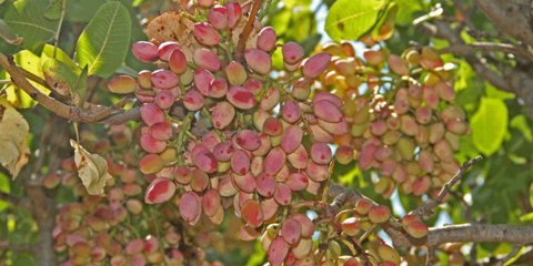 کاهش ۷۰ درصدی تولید پسته در اصفهان