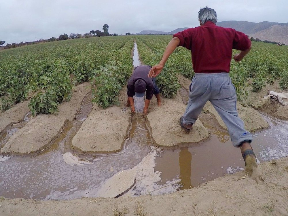 پرو چگونه بر مشکل کم آبی در بخش کشاورزی غلبه کرد؟