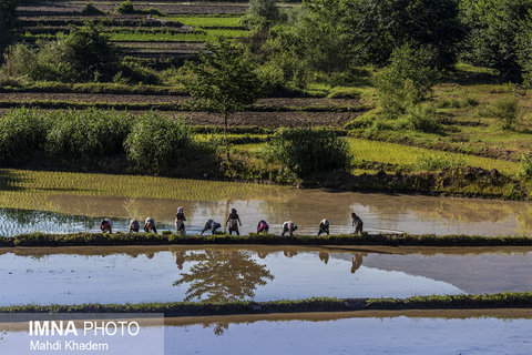 کشت برنج در ایستگاه دوم