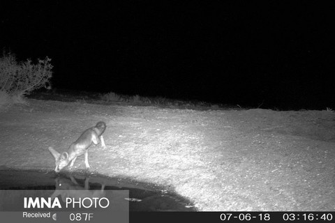 نخستین شاه روباه در پناهگاه حیات وحش یخاب مشاهده شد