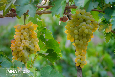 برداشت انگور از مزارع شهر تیران