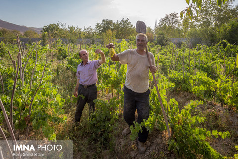 برداشت انگور از مزارع شهر تیران