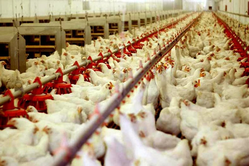 افزایش عرضه دلیل کاهش قیمت مرغ در بازار است