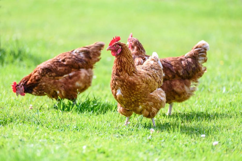 نشانه‌های آلرژی به گوشت مرغ چیست؟